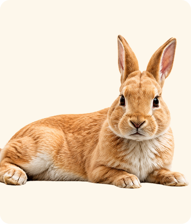 7 Simple Ways to Keep Your Pet Happy and Healthy