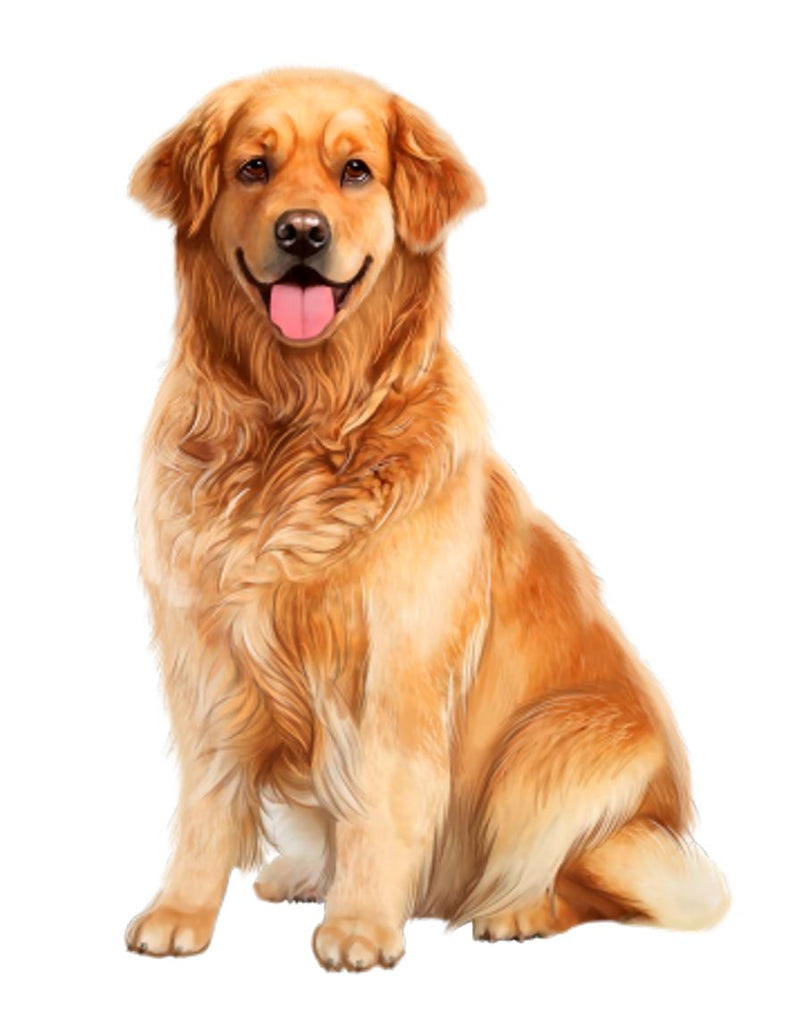 Dog Essentials